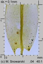 Dryptodon pulvinatus (strzechwowiec poduszkowy)