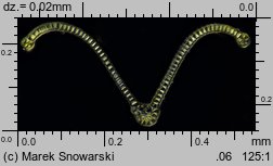 Dryptodon pulvinatus (strzechwowiec poduszkowy)