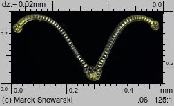 Dryptodon pulvinatus (strzechwowiec poduszkowy)