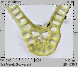 Dryptodon pulvinatus (strzechwowiec poduszkowy)