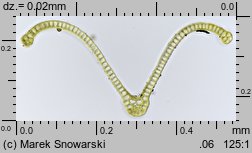 Dryptodon pulvinatus (strzechwowiec poduszkowy)