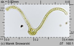 Dryptodon pulvinatus (strzechwowiec poduszkowy)