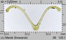 Dryptodon pulvinatus (strzechwowiec poduszkowy)