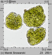 Radula complanata (usznica spłaszczona)