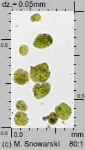 Radula complanata (usznica spłaszczona)