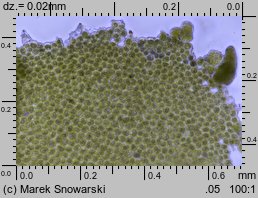 Radula complanata (usznica spłaszczona)