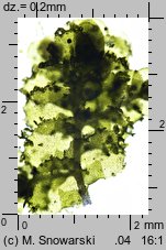 Radula complanata (usznica spłaszczona)