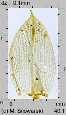 Funaria hygrometrica (skrętek wilgociomierczy)