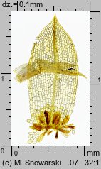 Funaria hygrometrica (skrętek wilgociomierczy)