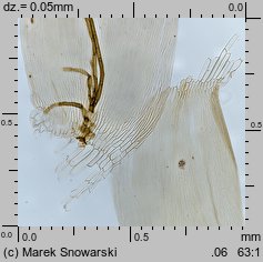 Plagiothecium laetum (dwustronek jasny)