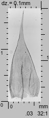 Brachythecium albicans (krótkosz wyblakły)