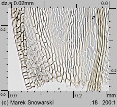 Brachythecium albicans (krótkosz wyblakły)