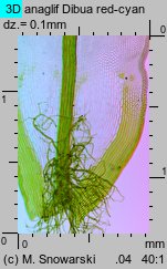 Syntrichia ruralis (pędzliczek wiejski)