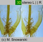 Syntrichia ruralis (pędzliczek wiejski)