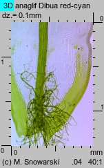 Syntrichia ruralis (pędzliczek wiejski)