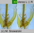 Syntrichia ruralis (pędzliczek wiejski)