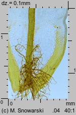 Syntrichia ruralis (pędzliczek wiejski)