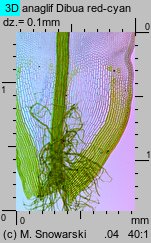 Syntrichia ruralis (pędzliczek wiejski)