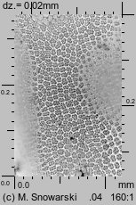 Syntrichia ruralis (pędzliczek wiejski)