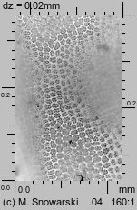 Syntrichia ruralis (pędzliczek wiejski)