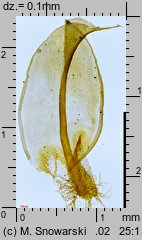 Syntrichia ruralis (pędzliczek wiejski)