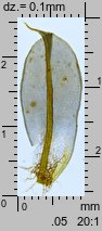 Syntrichia ruralis (pędzliczek wiejski)