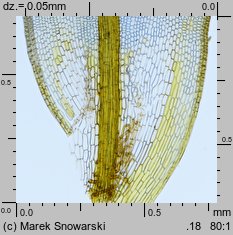 Syntrichia ruralis (pędzliczek wiejski)