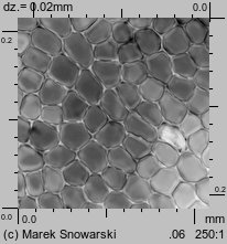 Ptilidium ciliare (rzęsiak pospolity)