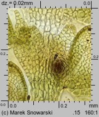 Frullania dilatata (miedzik płaski)