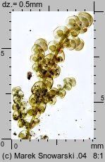 Frullania dilatata (miedzik płaski)