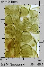 Frullania dilatata (miedzik płaski)