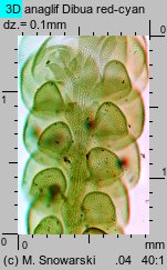 Frullania dilatata (miedzik płaski)