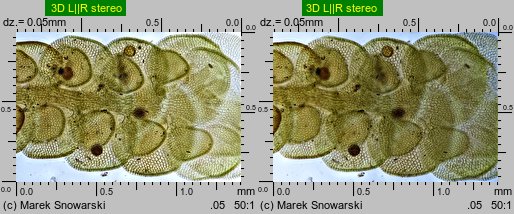 Frullania dilatata (miedzik płaski)