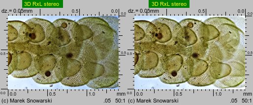 Frullania dilatata (miedzik płaski)