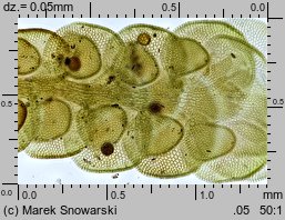 Frullania dilatata (miedzik płaski)