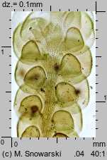 Frullania dilatata (miedzik płaski)