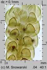 Frullania dilatata (miedzik płaski)