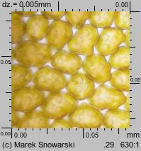 Frullania dilatata (miedzik płaski)