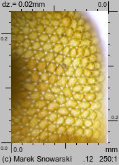 Frullania dilatata (miedzik płaski)