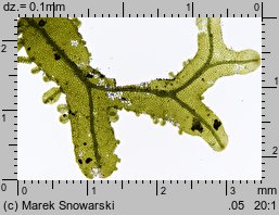 Metzgeria furcata (widlik zwyczajny)