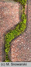 Bryum bicolor (prątnik dwubarwny)