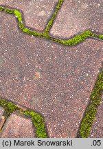 Bryum bicolor (prątnik dwubarwny)