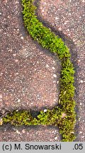 Bryum bicolor (prątnik dwubarwny)