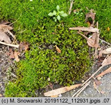 Bryum bicolor (prątnik dwubarwny)