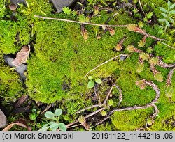 Ceratodon purpureus (zęboróg czerwonawy)