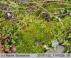 Ceratodon purpureus (zęboróg czerwonawy)