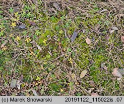 Syntrichia ruralis (pędzliczek wiejski)