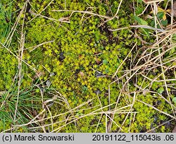 Syntrichia ruralis (pędzliczek wiejski)