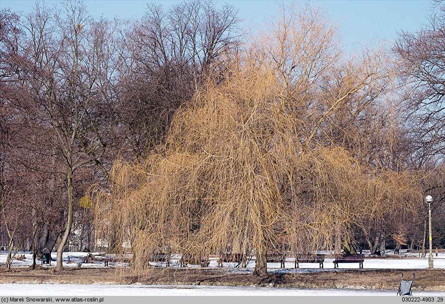 Salix ×sepulcralis (wierzba żałobna)