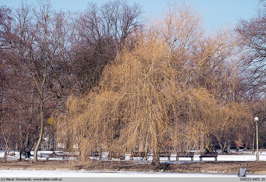 Salix xsepulcralis